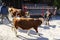 Cattle, cows, calves and bulls, adorned with flowers, pasture drive