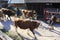 Cattle, cows, calves and bulls, adorned with flowers, pasture drive