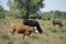 Cattle cows and calves graze in the grass. Cattle breeding free range.