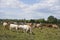 Cattle cows and calves graze in the grass. keeping cattle under the open sky. Blue sky with clouds.