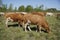 Cattle cows and calves graze in the grass. keeping cattle under the open sky. Blue sky with clouds.