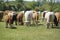 Cattle cows and calves graze in the grass. keeping cattle under the open sky. Blue sky with clouds.