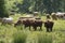 Cattle cows and calves graze in the grass. keeping cattle under the open sky. Blue sky with clouds.