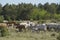 Cattle cows and calves graze in the grass. keeping cattle under the open sky. Blue sky with clouds. Europe Hungary