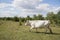 Cattle cows graze in the meadow and eat the leaves of the tree. Keeping cattle outdoors. Cattle-breeding.