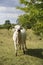 Cattle cows graze in the meadow and eat the leaves of the tree. Keeping cattle outdoors. Cattle-breeding. Blue sky with clouds.