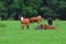 Cattle Cows Resting Relaxing Field