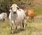 Cattle with cows steers bullock and bull