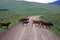 Cattle crossing dirt road, Centennial Valley, MT