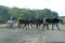 cattle crossing the highway