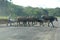 cattle crossing the highway