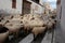 Cattle crossing the village of Muro in Mallorca