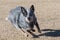 Cattle dog looking intent on catching a disc