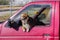 Cattle dog in red pickup truck with miniature cowboy hat hanging from rear-view mirrow