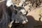 Cattle Domestic hairy Yak in The Tibet Autonomous Region