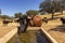 Cattle drinking fresh water at farmland countryside landscape, in Alentejo tourist region, Portugal