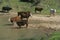 Cattle drinking out of stream, Central CA