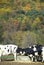 Cattle drinking from trough in Autumn on Route 7, CT