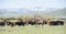 Cattle Drive in Colorado