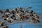 Cattle Drive Through the Colorado River