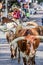 Cattle Drive Fr Worth Texas