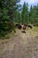 Cattle drive from the perspective of wrangler, border collies helping herd the cattle through forest, Eastern Washington State