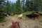 Cattle drive from the perspective of wrangler, forest of bushes and trees, cattle, Eastern Washington State