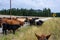 Cattle drive from the perspective of wrangler, grassland, highway, trees, sky, and cattle, Eastern Washington State.