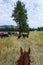 Cattle drive from the perspective of wrangler, grassland, tree, sky, and cattle, Eastern Washington State