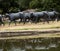 Cattle drive sculpture at Pioneer Plaza in Dallas