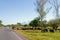 Cattle drive by side of road