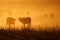 Cattle in dust at sunset