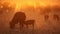 Cattle in dust at sunset - South Africa