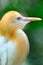 Cattle Egret 1