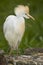 Cattle Egret