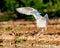 Cattle egret