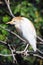 Cattle Egret