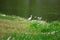 Cattle Egret