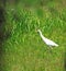 Cattle Egret