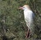 The Cattle egret