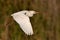 Cattle Egret