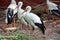 Cattle egret