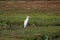 Cattle Egret