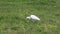 Cattle Egret Alert for Food