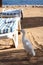 Cattle egret, beach, Egypt