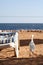 Cattle egret, beach, Egypt