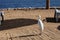 Cattle egret, beach, Egypt