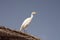 Cattle egret, beach, Egypt