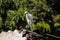 Cattle egret / Bird cattle egret