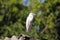 Cattle egret / Bird cattle egret